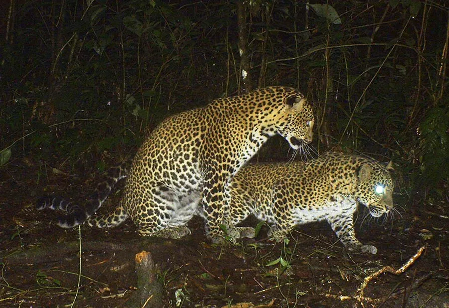 Java's Leopards Are Running Out of Room. The Solution? More Trees.