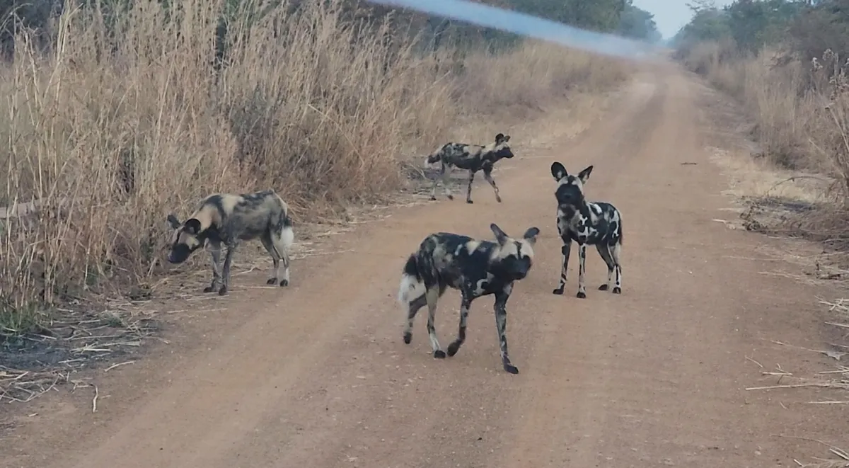 First sighting of African wild dogs in Malawi national park in more than 10 years