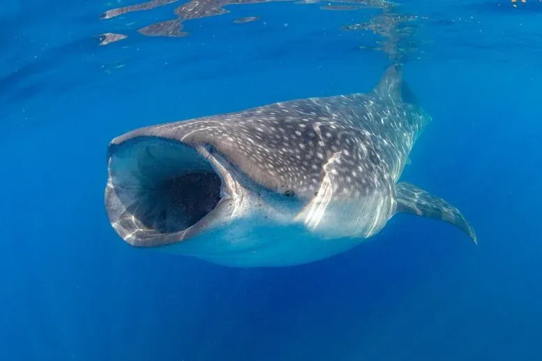 Underwater Cameras Expose the Secret Lives of Whale Sharks