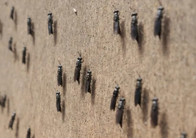 Article illustration