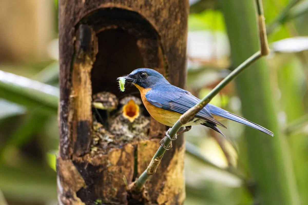 Once Hunters, These Villagers Now Protect Indonesia's Vanishing Songbirds