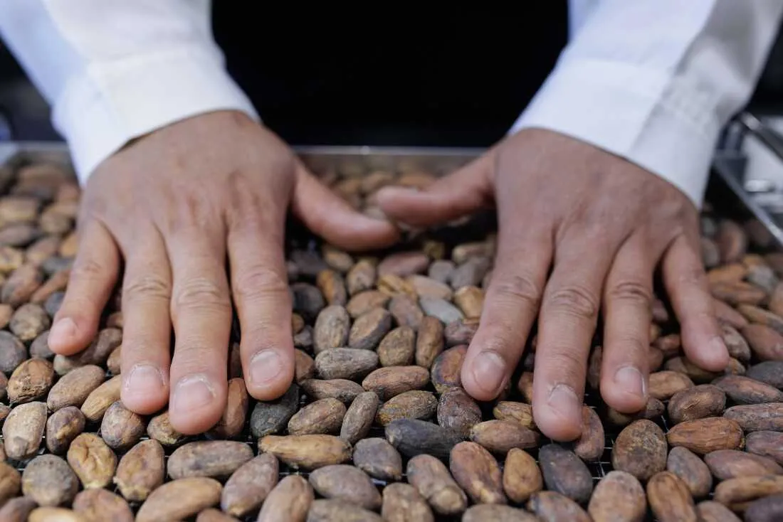 A close-up view of a specialist's hands inspecting dried cocoa beans at the Cacao of Excellence laboratory in Perugia. This rigorous selection and physical analysis are the first steps in the evaluation process to identify superior flavor profiles. Led by the Alliance of Bioversity International and CIAT, the initiative aims to reward excellence in cocoa production and support the livelihoods of farmers globally.