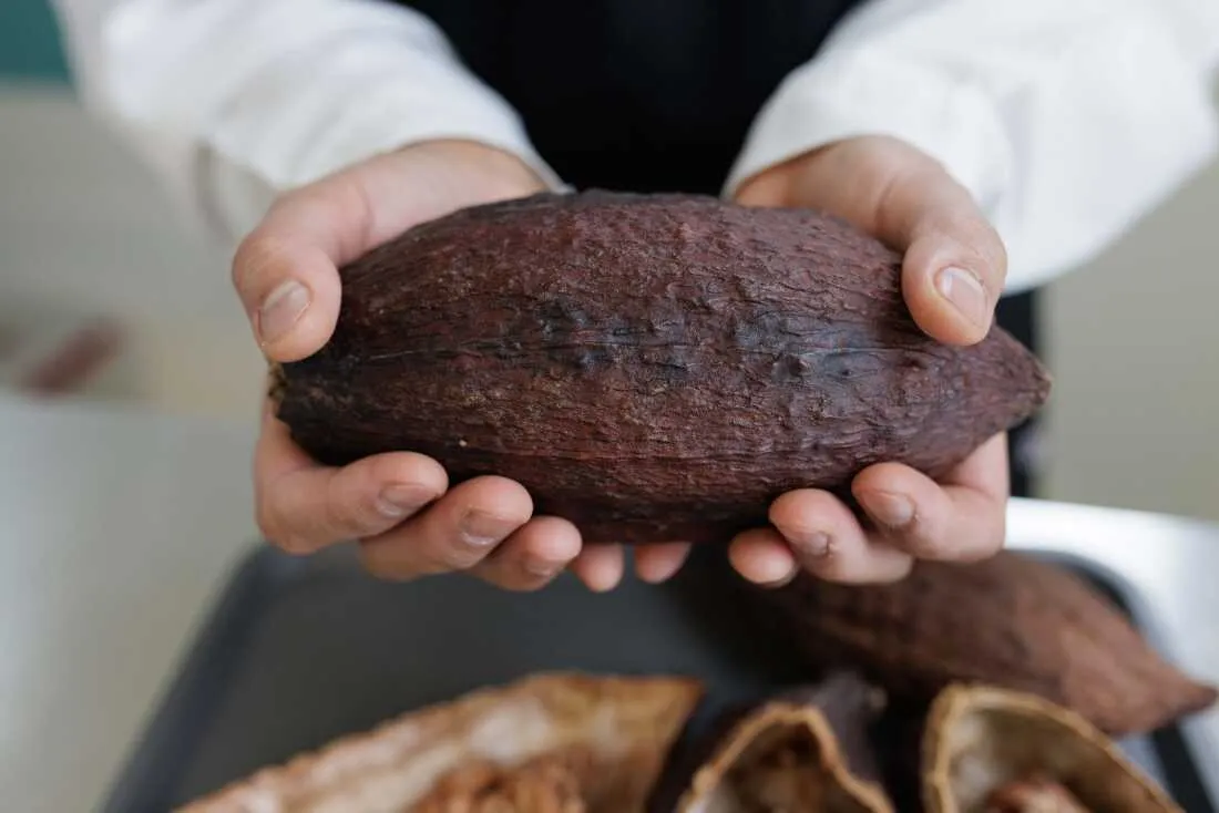 A technician holds a whole, dried cocoa pod at the Cacao of Excellence laboratory. According to the initiative's quality standards, proper drying is vital, as it reduces moisture from 60% to approximately 7% to prevent mold and develop flavor precursors. Led by the Alliance of Bioversity International and CIAT, the lab analyzes samples from over 50 origins to recognize superior cocoa quality.