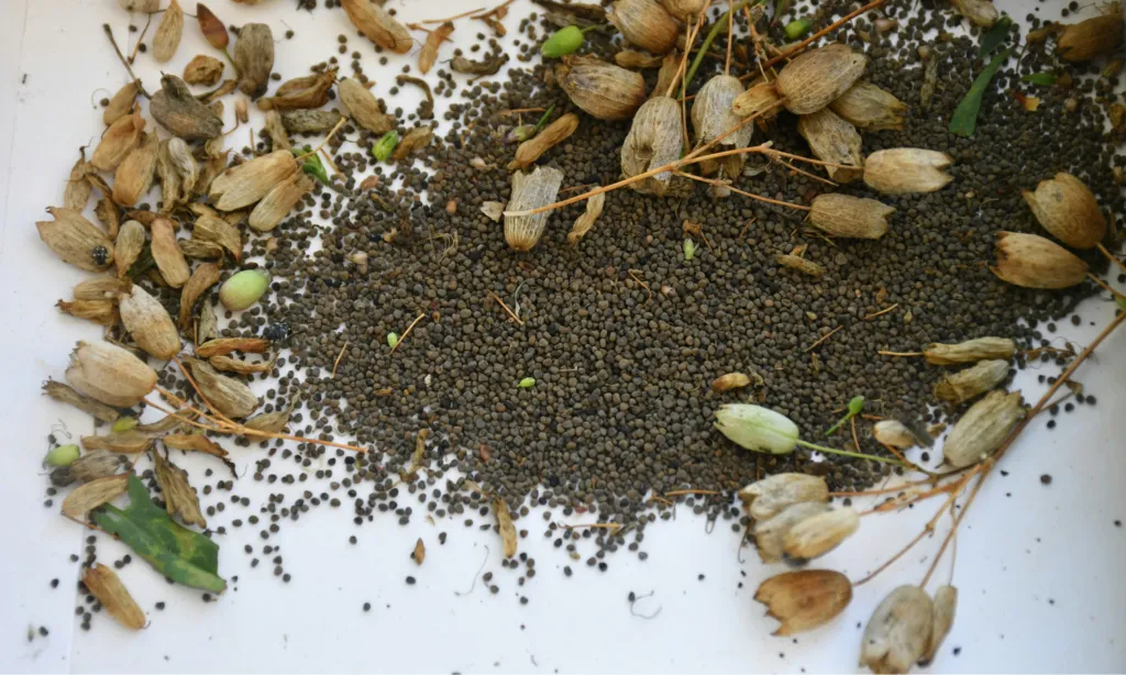 Food Tank Explains: Seed Saving