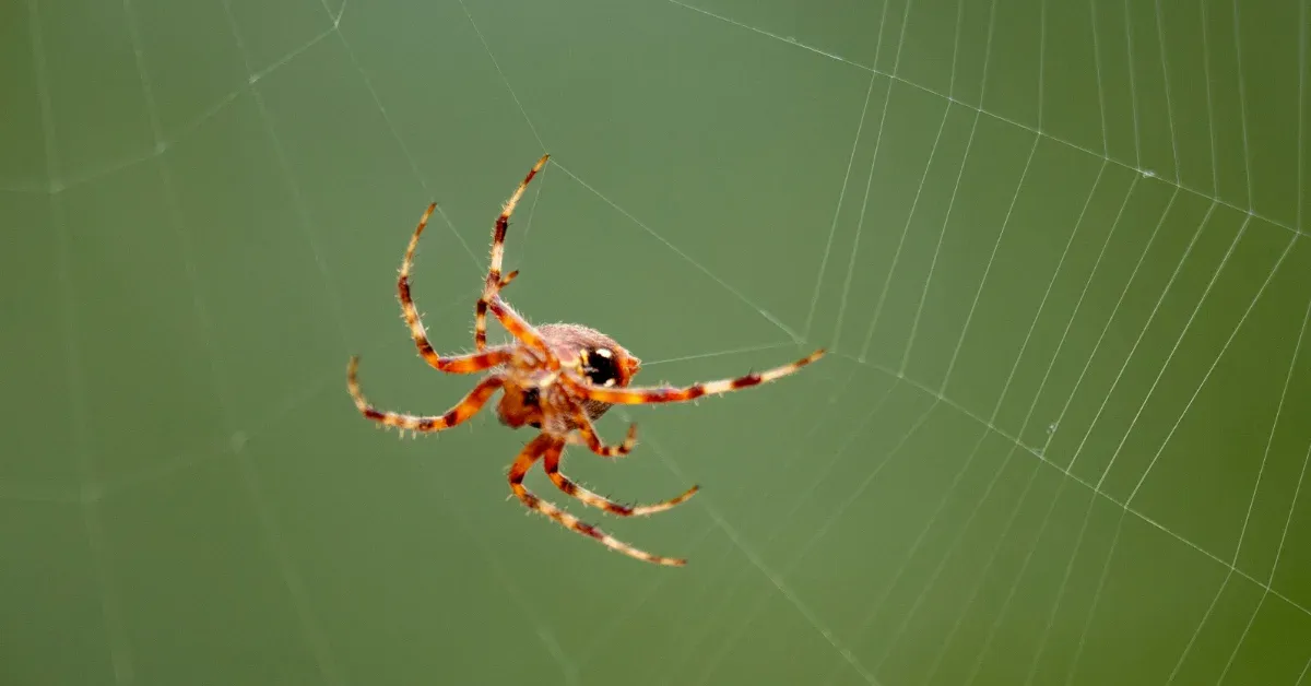 Scientists Are Turning Spider Silk Into Medical Miracles