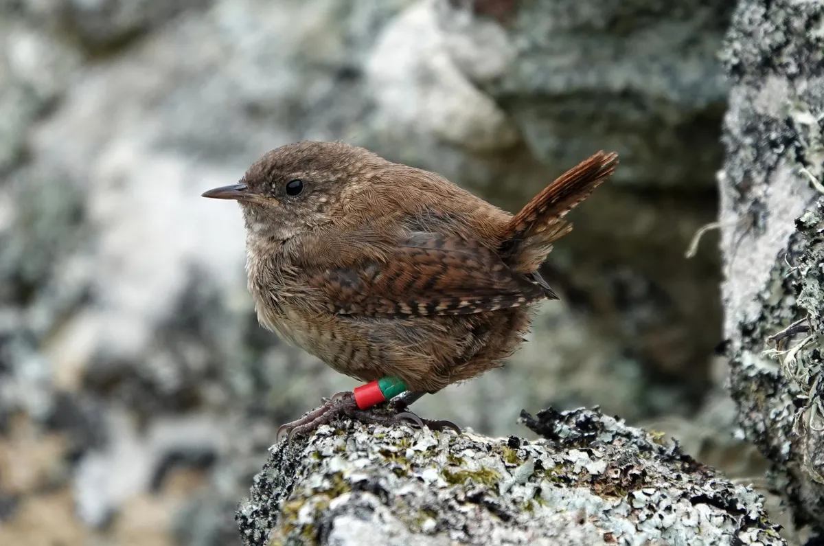 These Tiny Birds Became Giants on Remote Scottish Islands