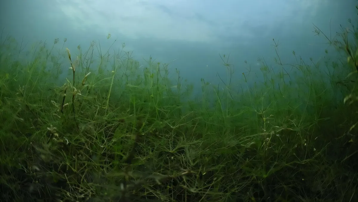 The Surprising Aquatic Allies Reviving Lakes and Boosting Biodiversity