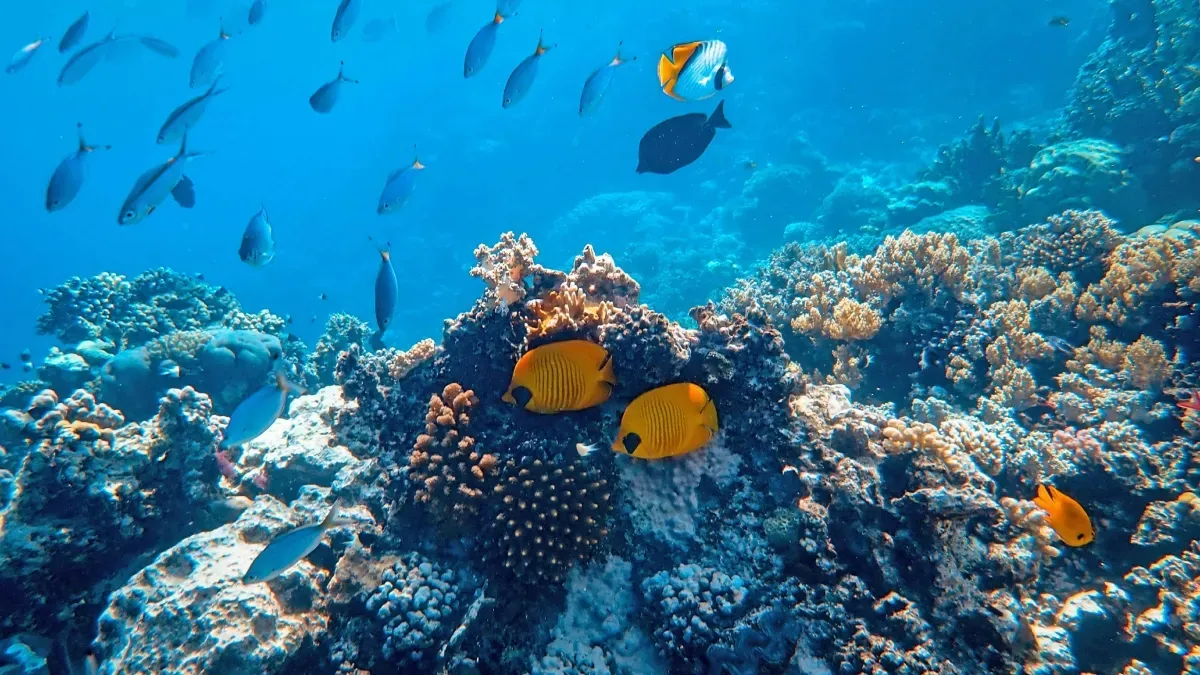 Newly Discovered Fish Species Has Uncanny Resemblance to Trump, and We Can’t Unsee It