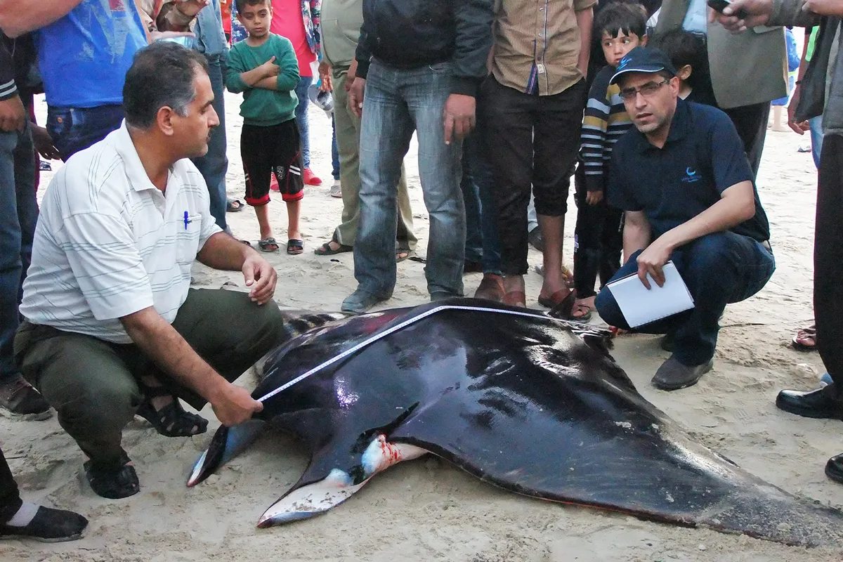 Gaza Scientist Tracks Endangered Manta Rays, Even After Losing Everything