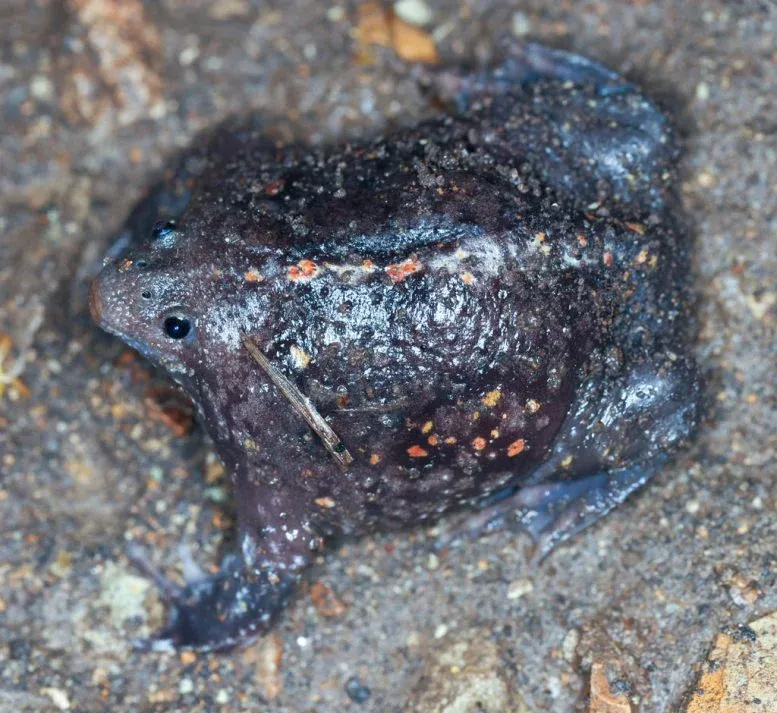 Mexican Burrowing Toad Rhinophrynidae Dorsalis