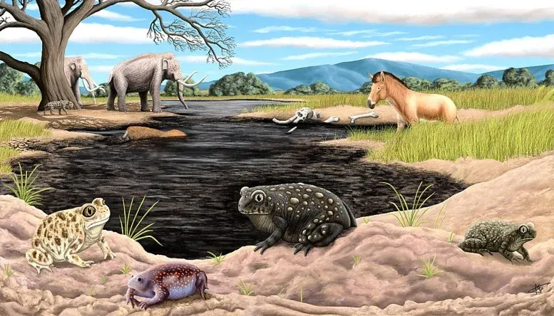 Tiny Fossil Overlooked for Decades Reveals a New Ice Age Species