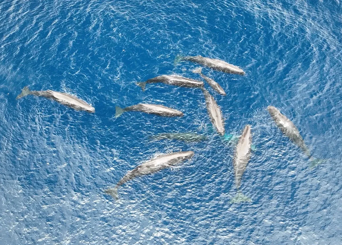 Watch Unprecedented Footage of Sperm Whales Helping a Newborn Calf Take Its First Breaths