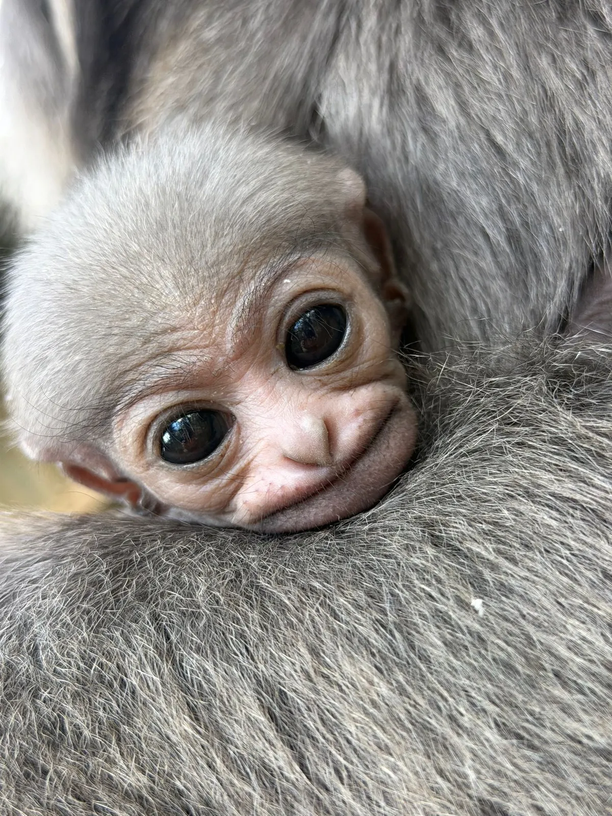 Article illustration