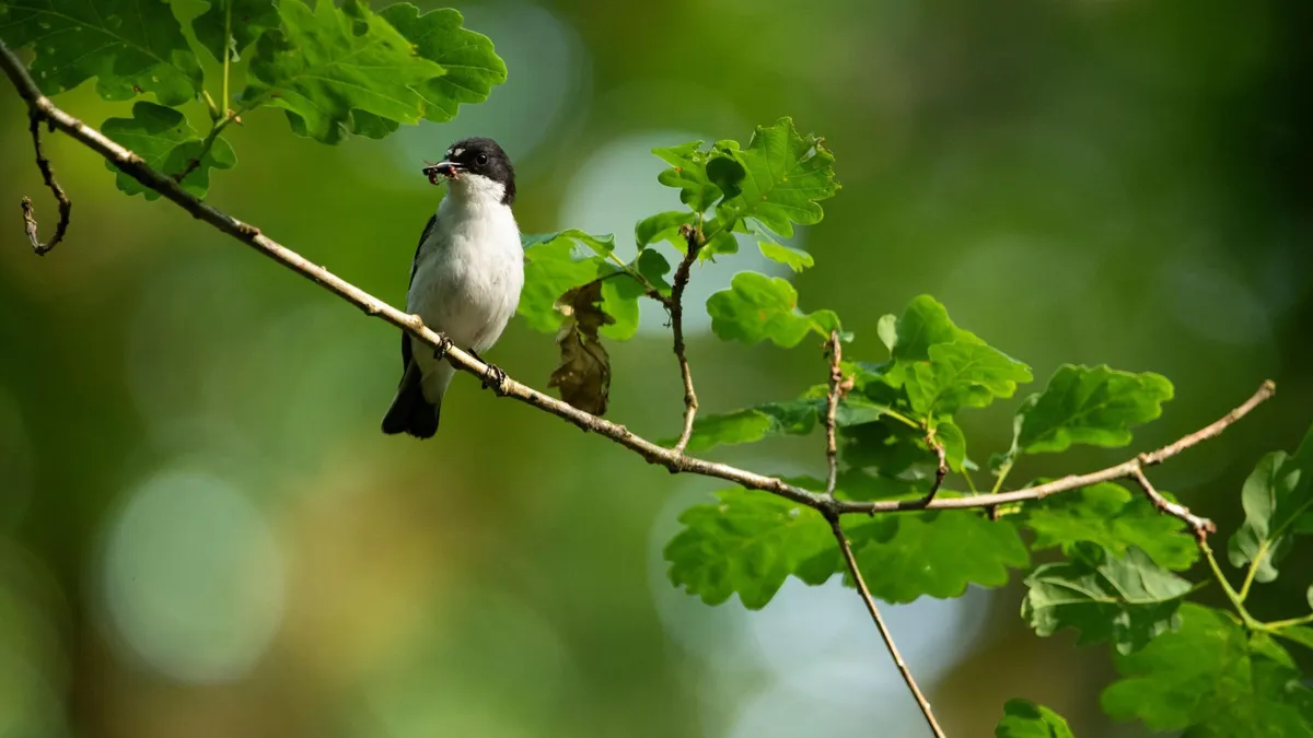 A bird sat on a branch.