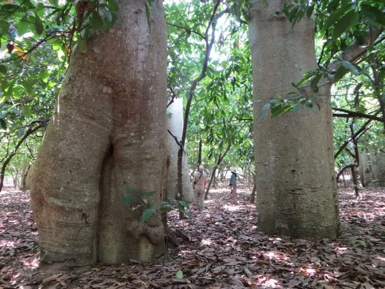 Scientists Discover a Hidden Baobab Species in Madagascar