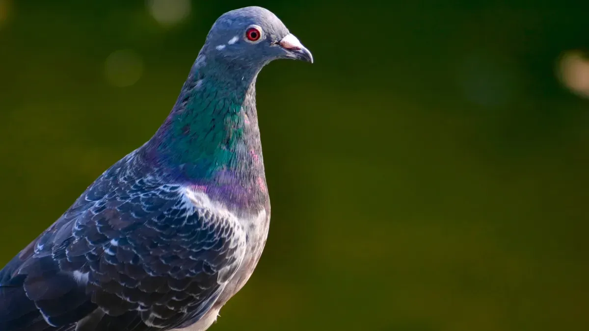 550 pigeons rescued from North Carolina shed find second chance