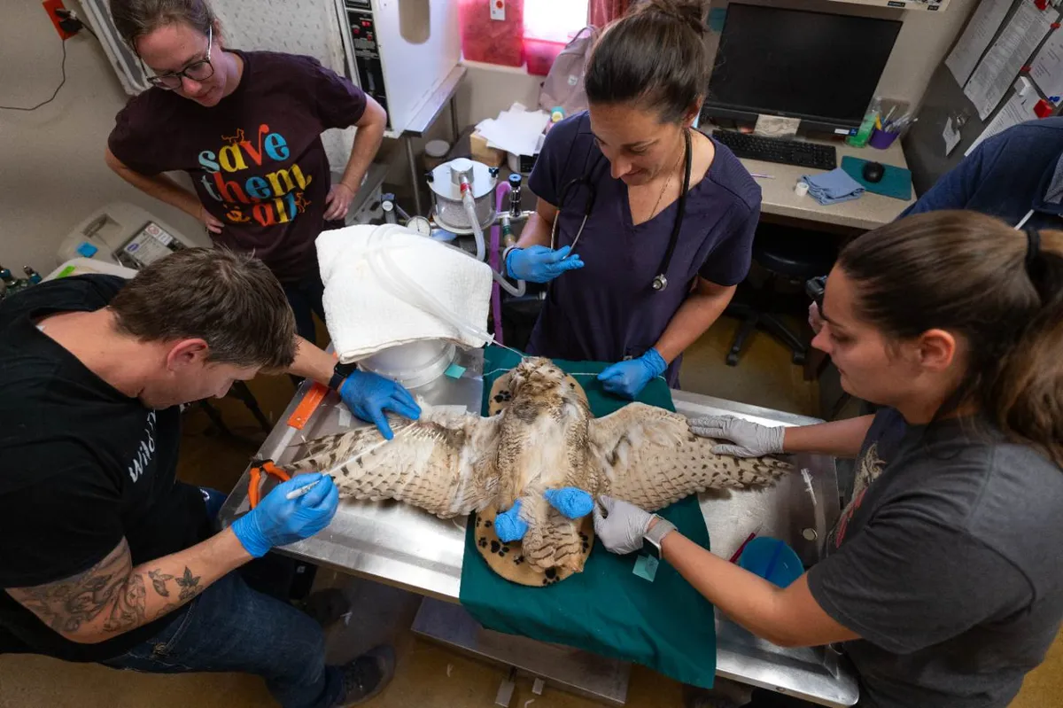 Four people operate on an owl's wings