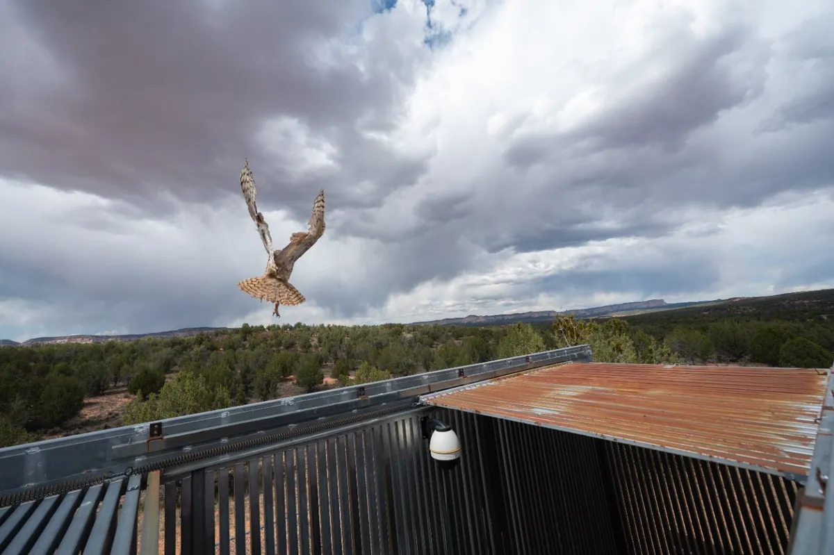 A young horned owl flies into a cloudy sky