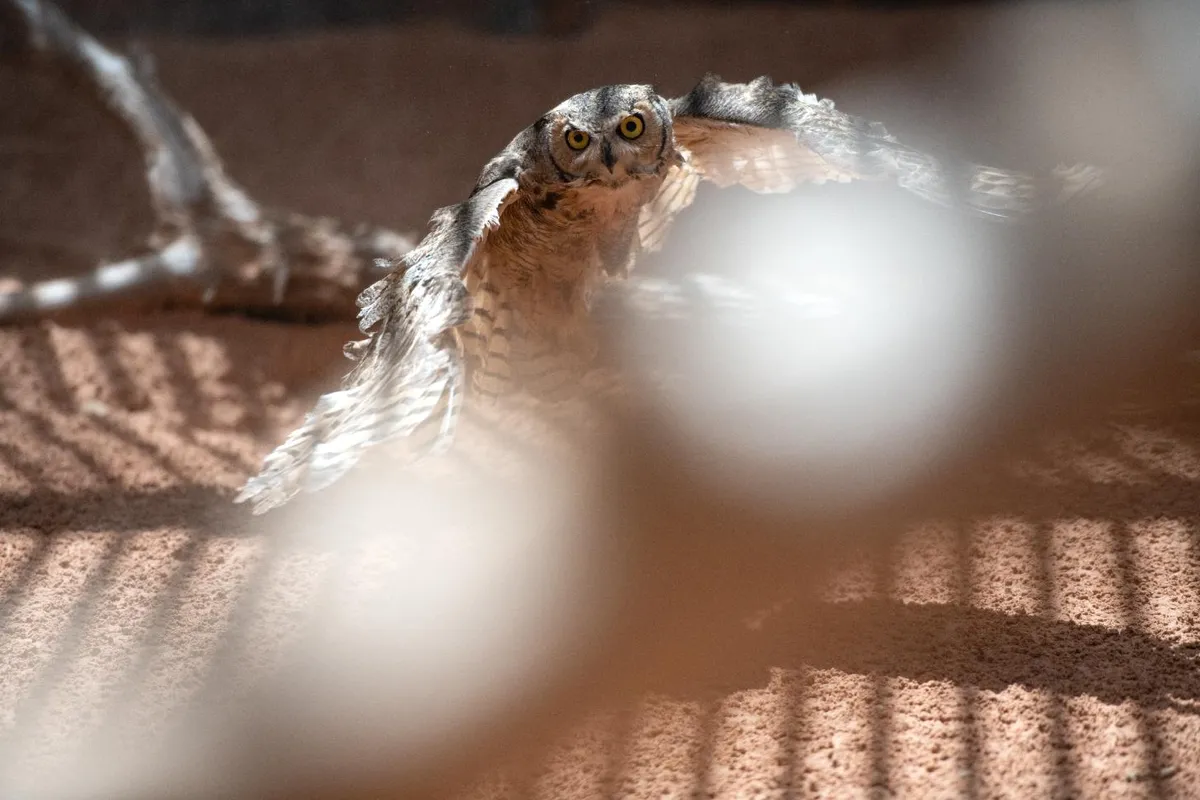 A great horned owl takes flight in an aviary