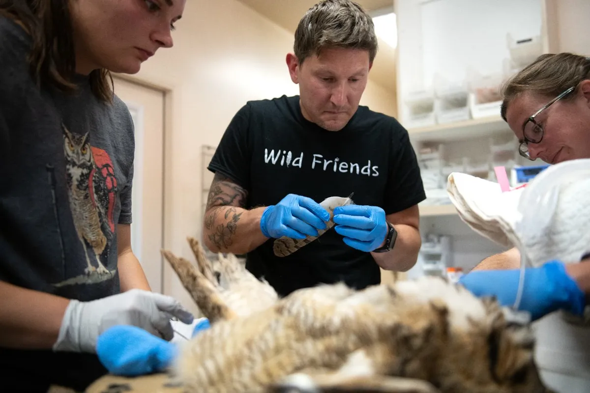 Three veterinarians operate on an owl's wings