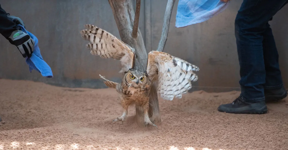 Owl found stuck in a concrete mixer survives 'feather transplant,' flies free after 7 months