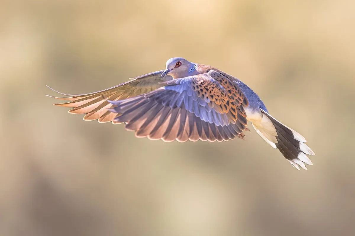 How a ‘dysfunctional’ English farm became a biodiversity hotspot
