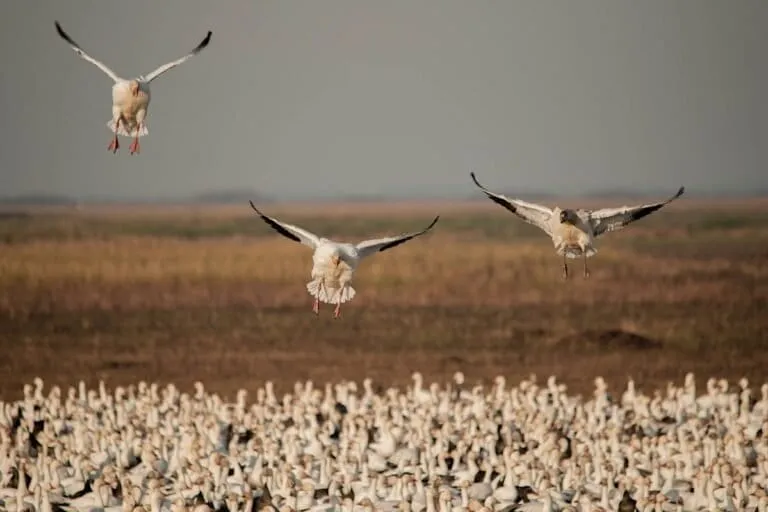 Article illustration