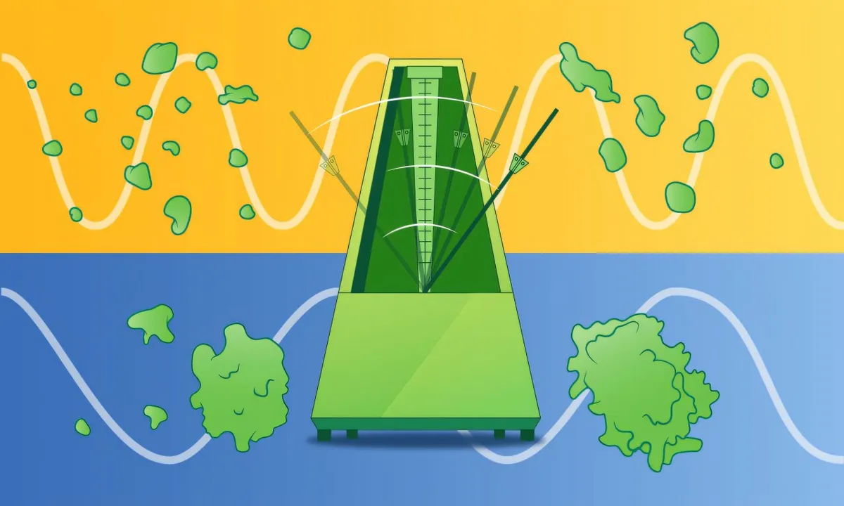 Why Humans Grow Up Slower Than Mice: It's All About Protein Cleanup