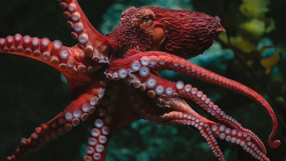 A Giant Pacific Octopus Walks Into a Laundry Basket...