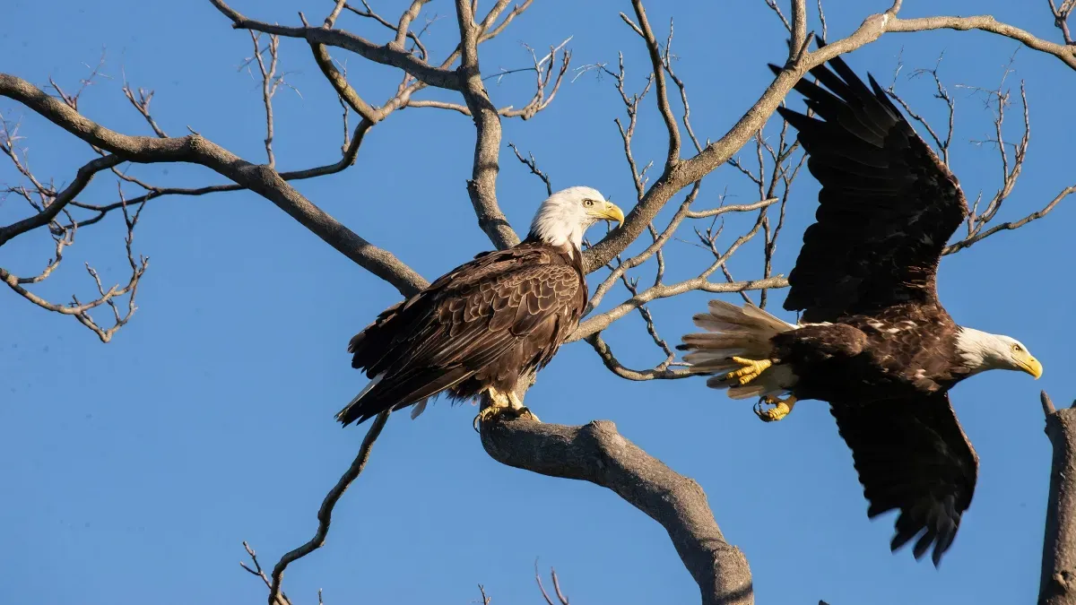 Two Bald Eagles Got Tangled on a Power Line. Blame Love or War.