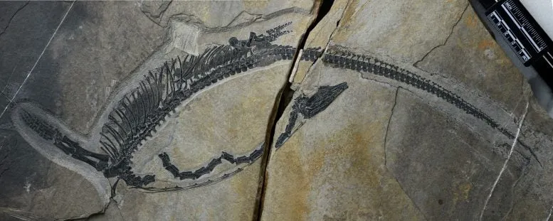 Fossil of Austronaga minuta