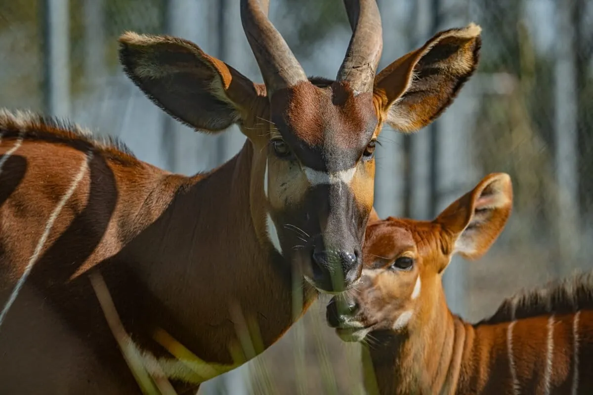 Kenya Is Importing Four Mountain Bongos. It's Complicated.