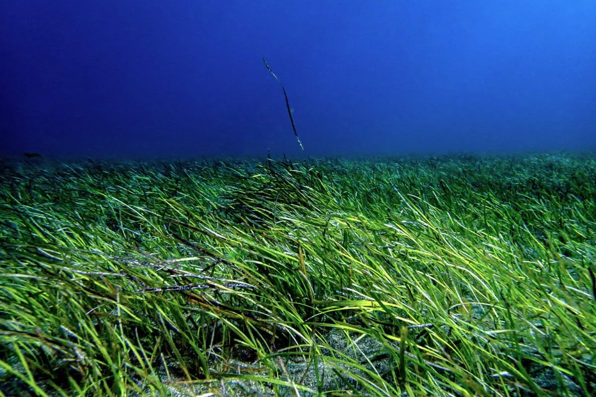 Underwater Meadows Are Secretly Saving Our Beaches From Disappearing