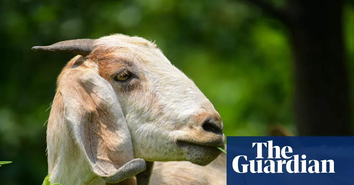 Goats can find food by following a human voice, study finds