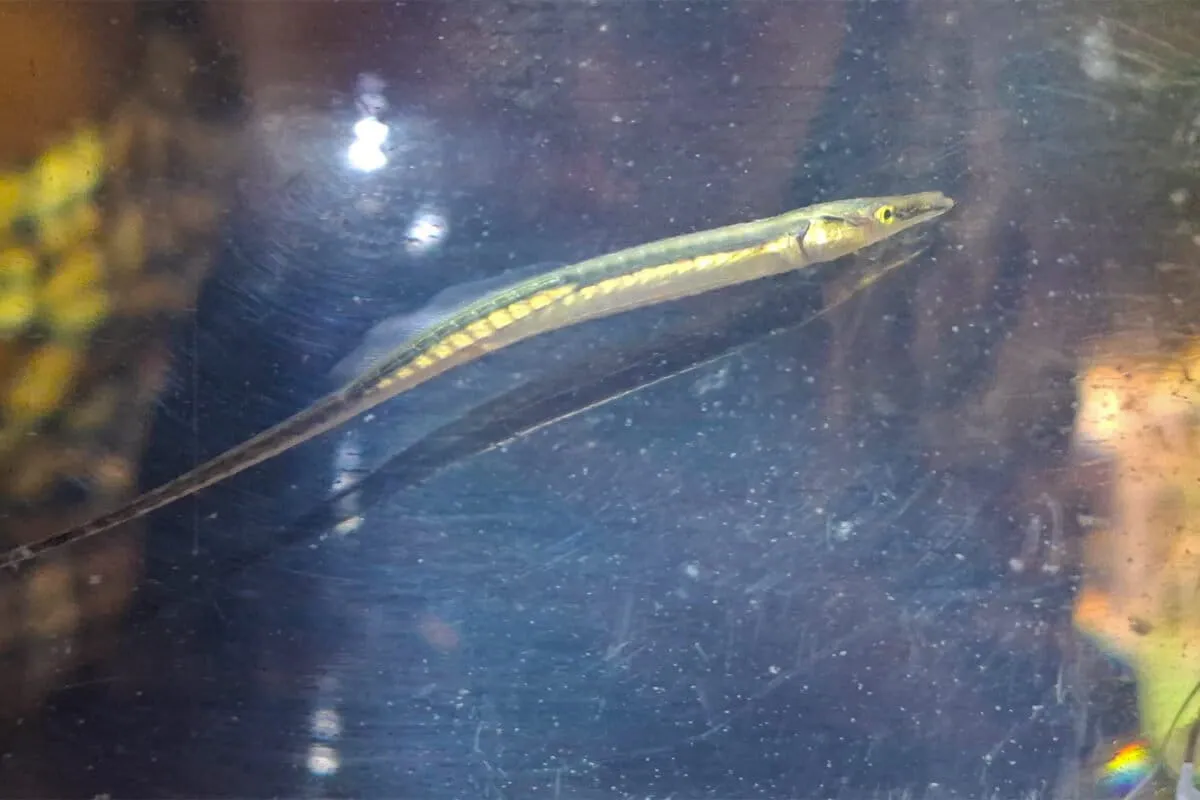 This Rare Fish Vanished for 40 Years. Local Knowledge Brought It Back.
