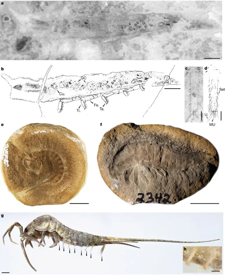 How Insects Conquered Land Was Stranger Than Scientists Thought