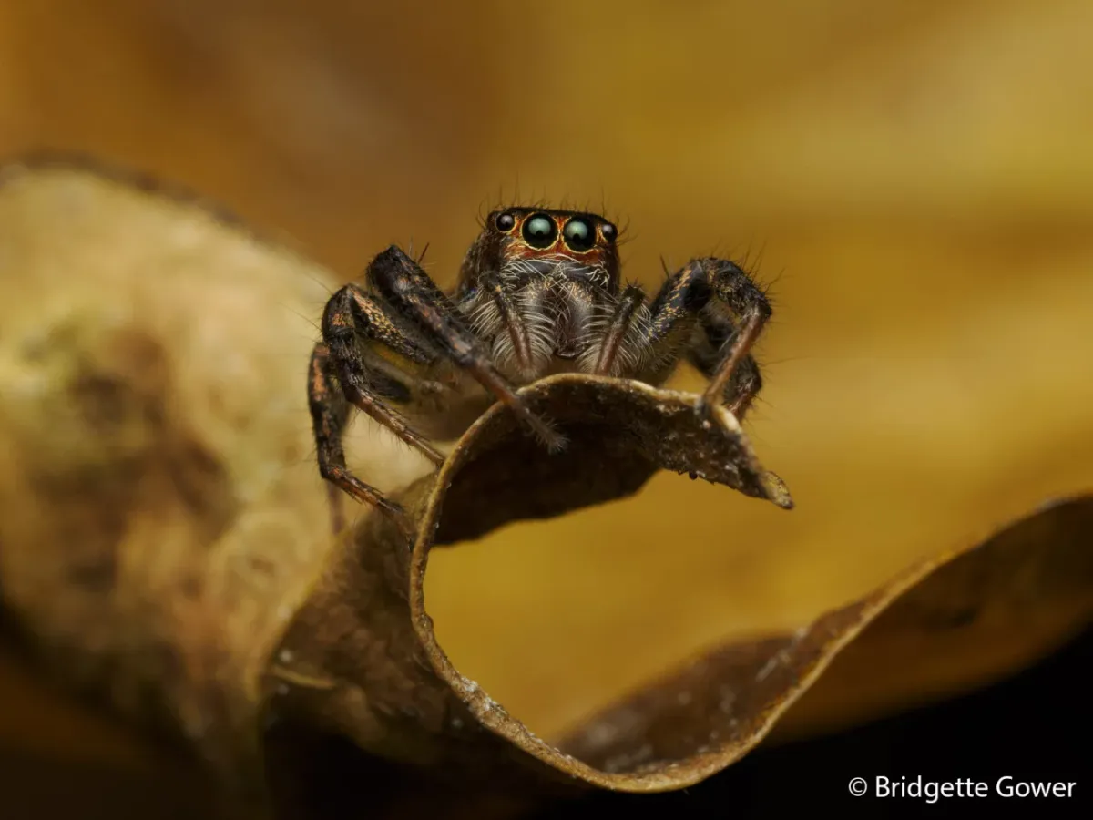A tiny jumping spider is perfectly poised on the edge of a leaf, looking like a performer on a stage.