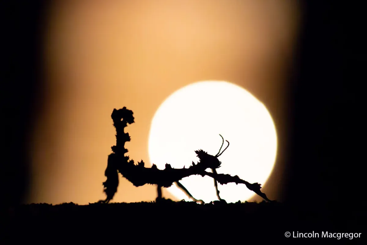 A spiny leaf insect is silhouetted against a light, showing its defensive spikes.