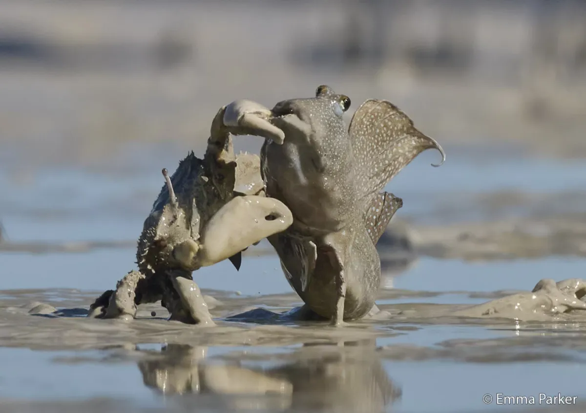 A mud crab lifts a mudskipper out of the water in a unique interaction.