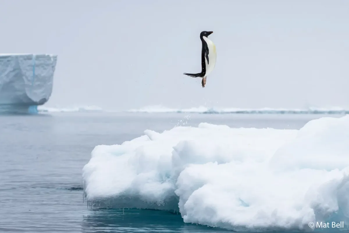 An Adélie penguin appears to float in the air as it jumps onto an iceberg in Antarctica.