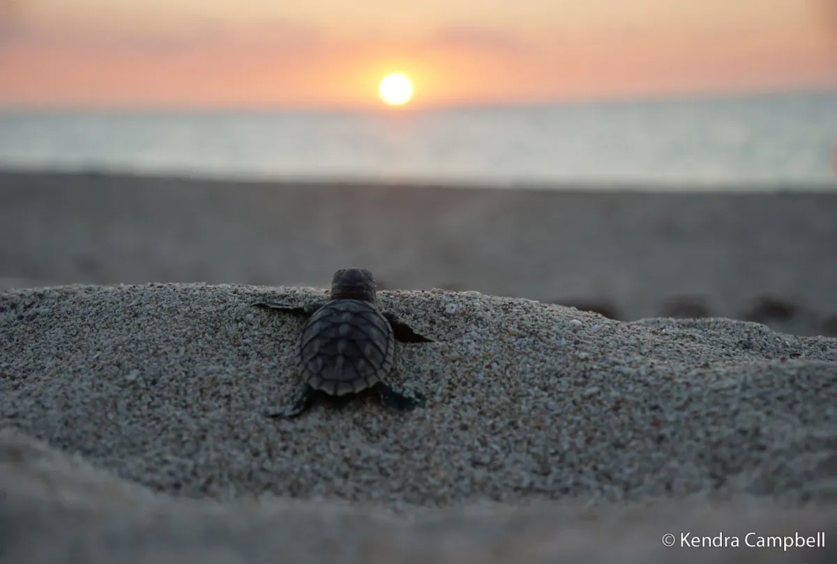 A baby Hawksbill Turtle makes its way to the ocean at sunset, facing long odds of survival.