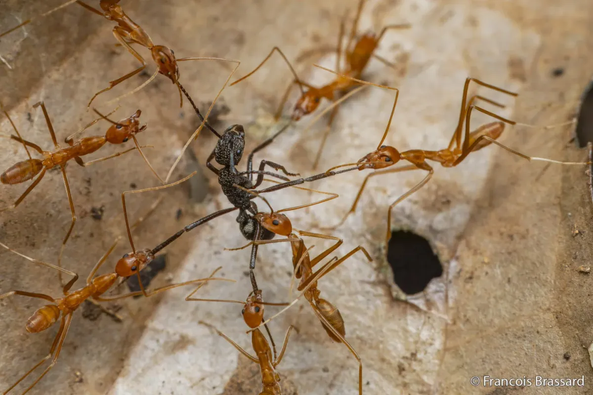 A pony ant is surrounded and paralyzed by a group of spider ants on the rainforest floor.