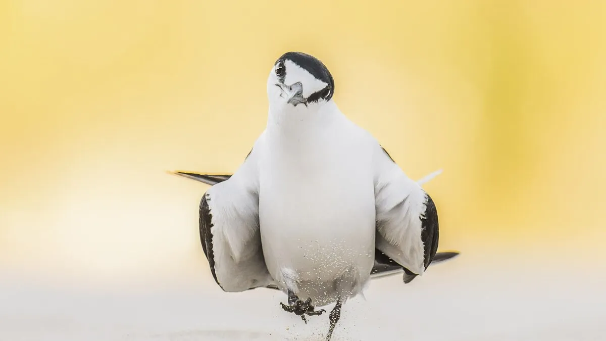 Gallery: Australian Geographic Nature Photographer of the Year finalists