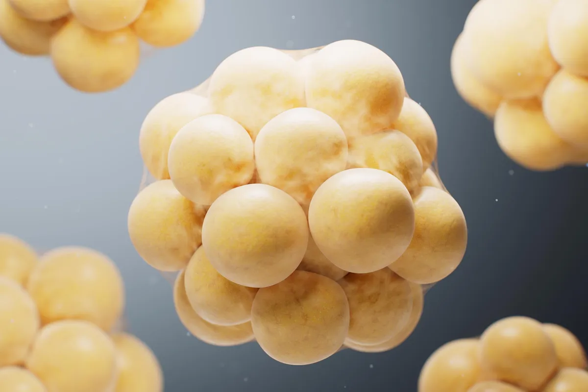 Scientists solve 50-year mystery of how tissues heal—with cancer implications