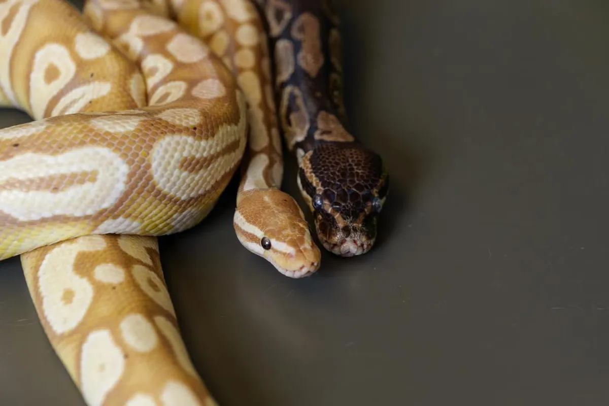 Could Python Blood Lead to the Next Generation of Weight-Loss Drugs?