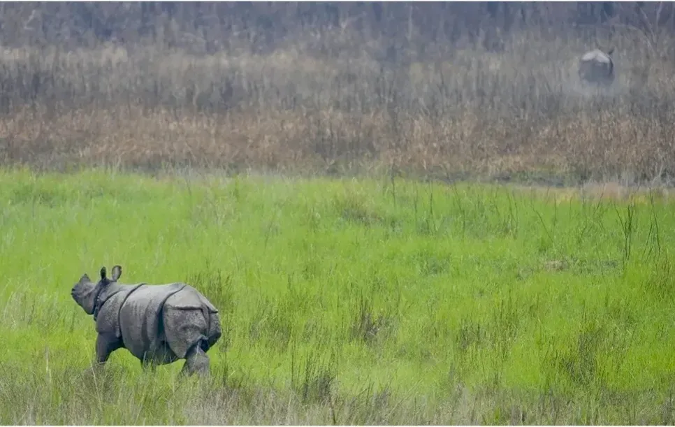 Article illustration