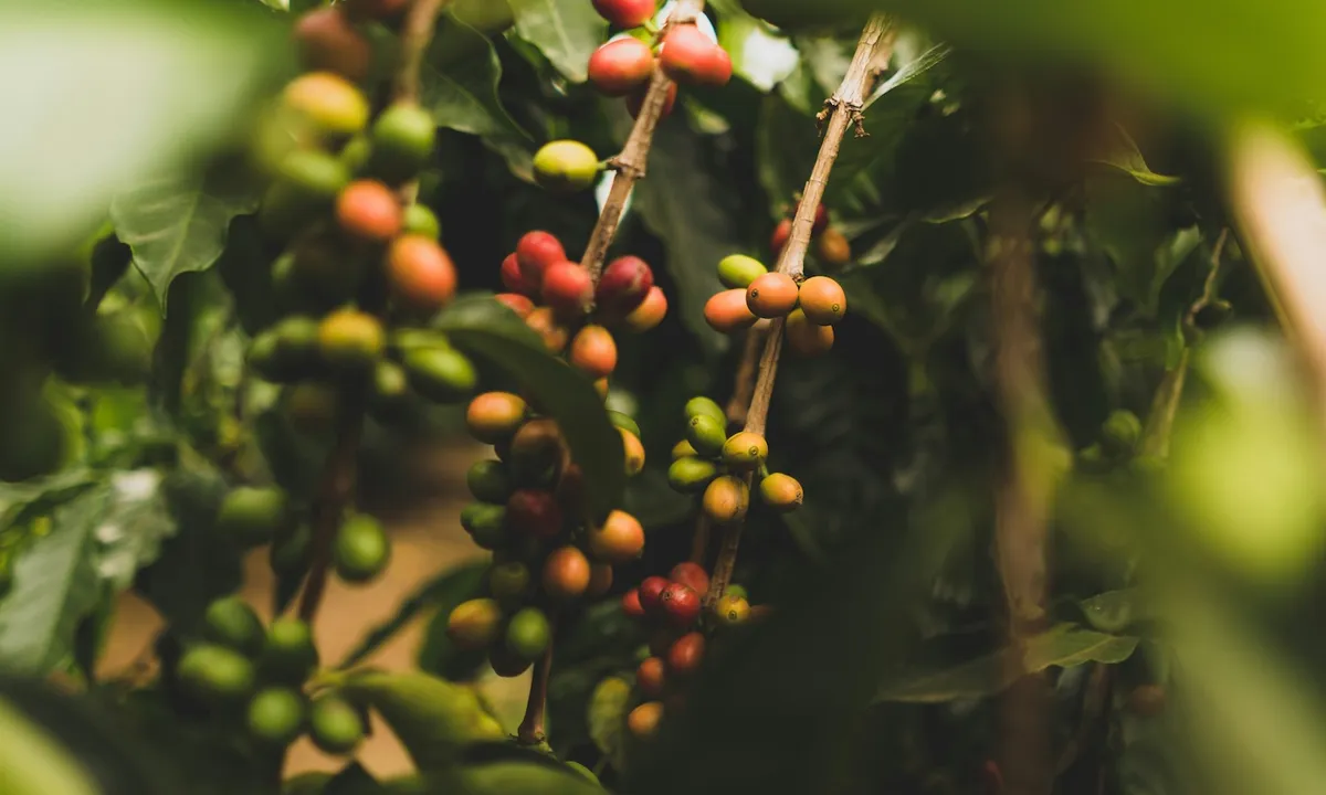 A New E-Library Just Dropped 60 Years of Coffee Secrets