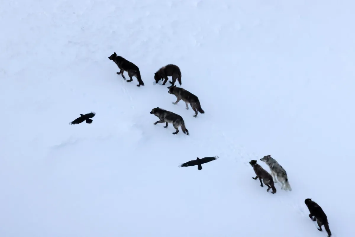 Ravens Don’t Follow Wolves, They Predict Them