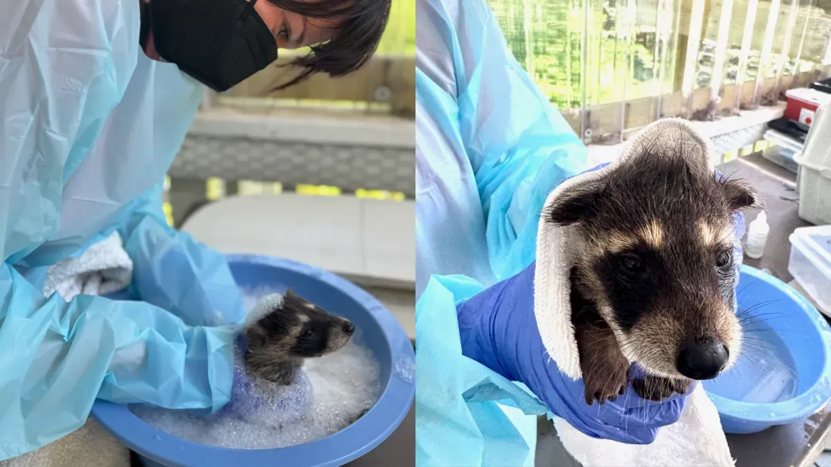 Baby raccoon found in chimney gets a nice bubble bath