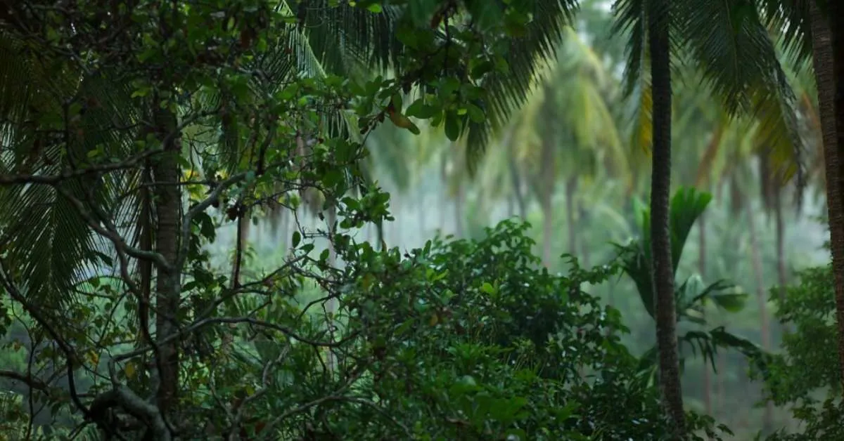 Cat with otter feet returns to Thailand after 29 years missing